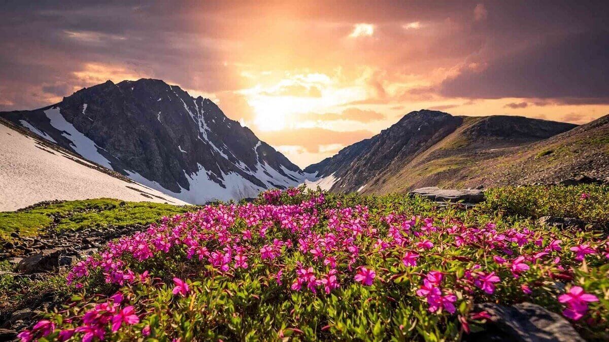 Valley of Flowers National Park Chamoli Uttarakhand